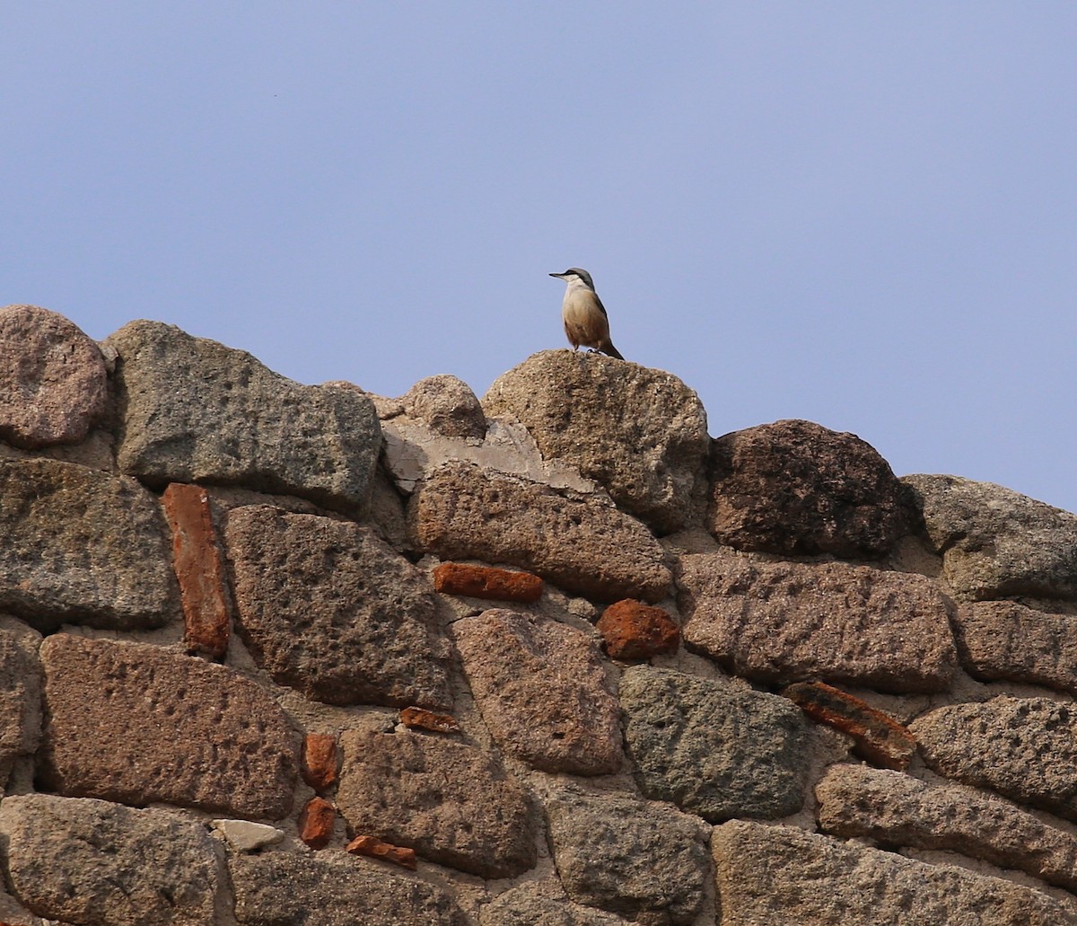 Sittelle de Neumayer - ML643940383