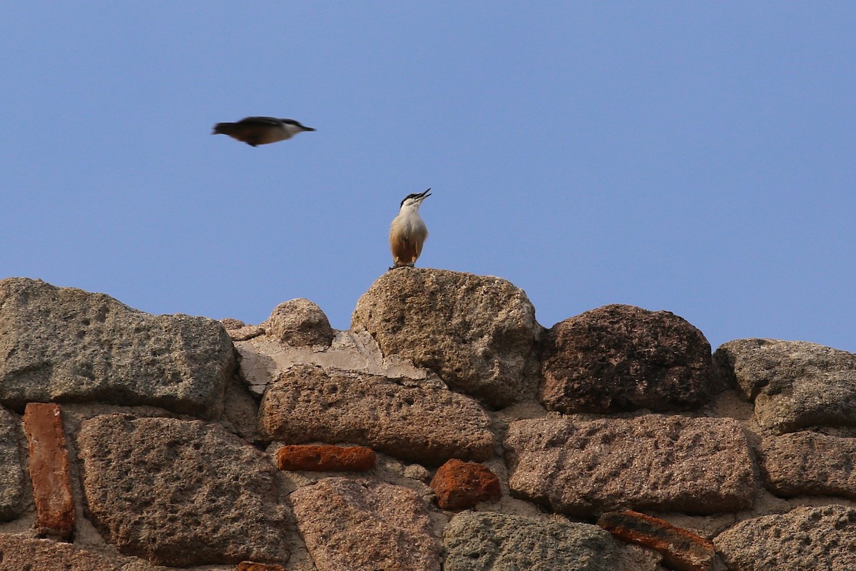 Sittelle de Neumayer - ML643940384