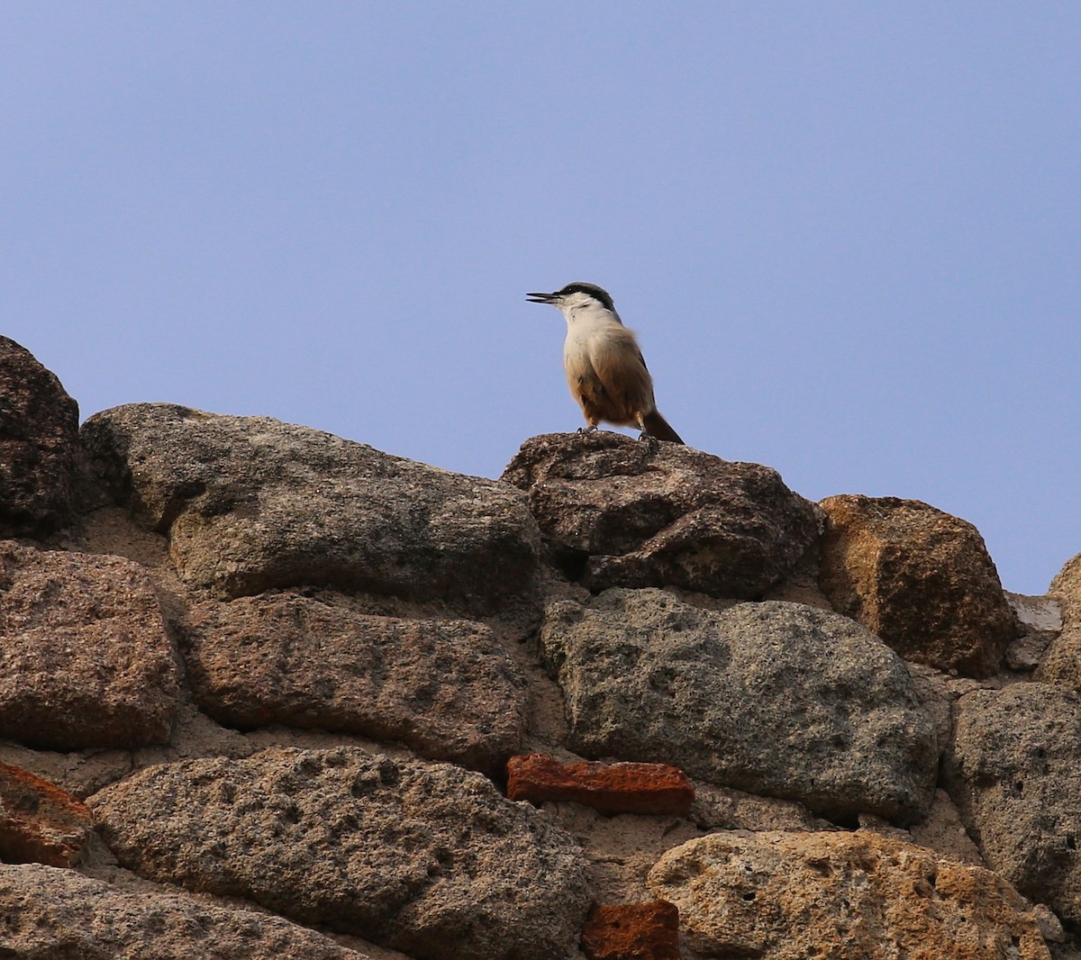 Sittelle de Neumayer - ML643940385