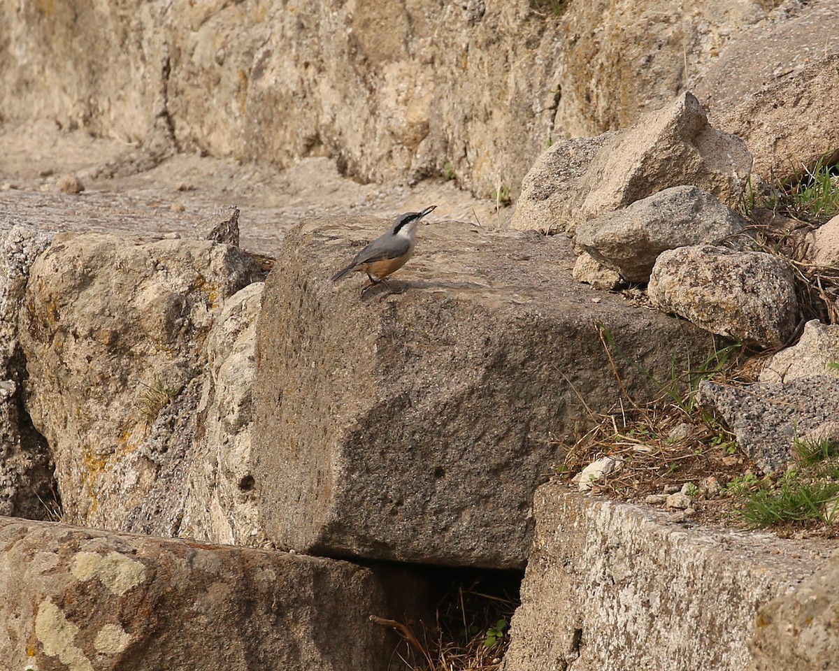 Sittelle de Neumayer - ML643940386