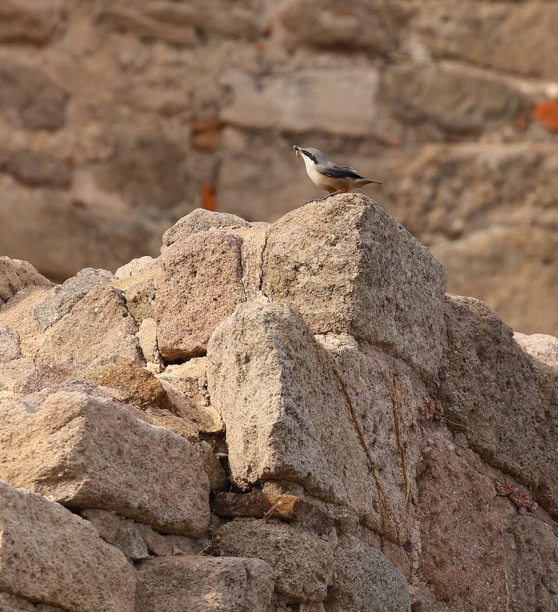 Sittelle de Neumayer - ML643940387