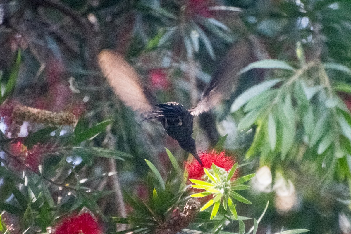 Swallow-tailed Hummingbird - ML643940395