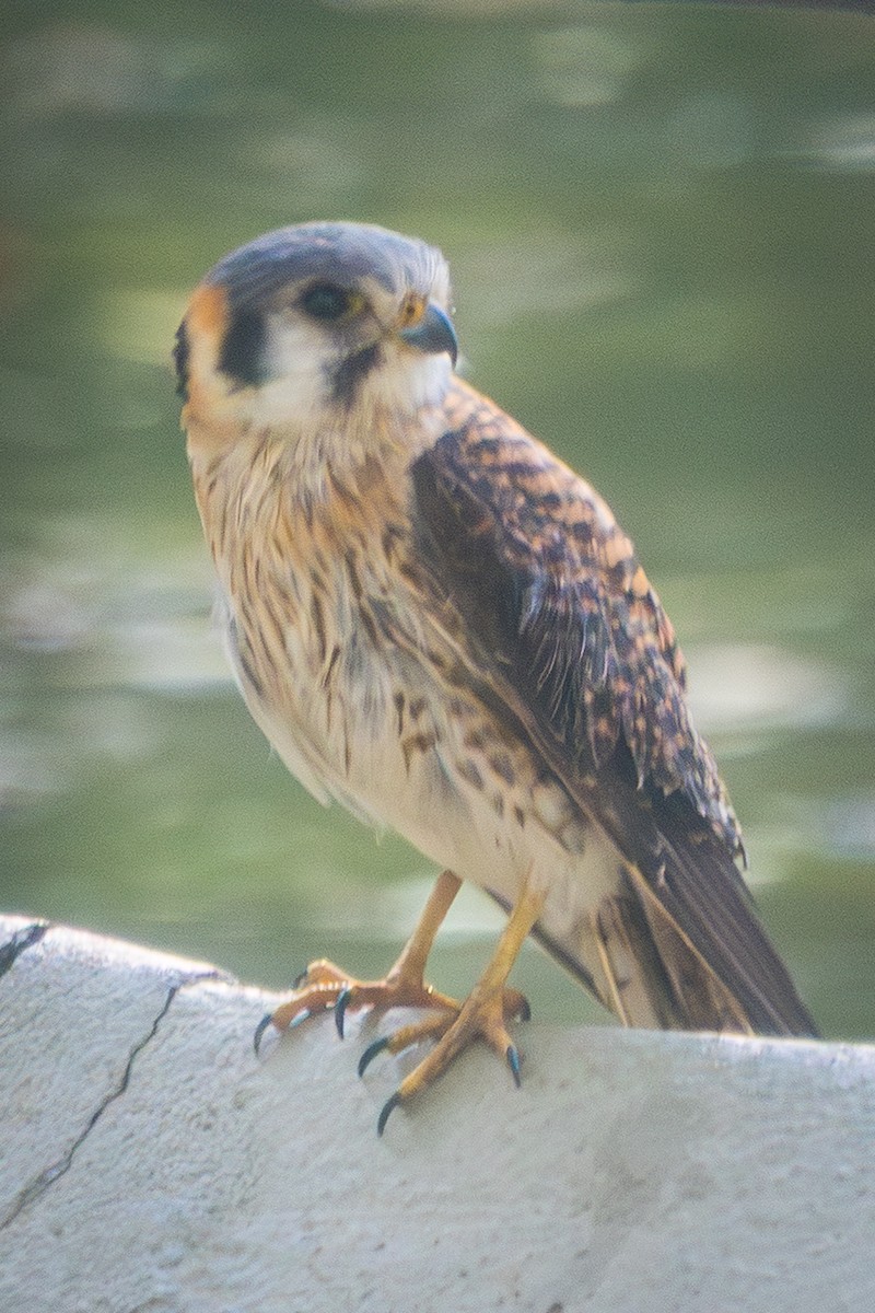 American Kestrel - ML643940416