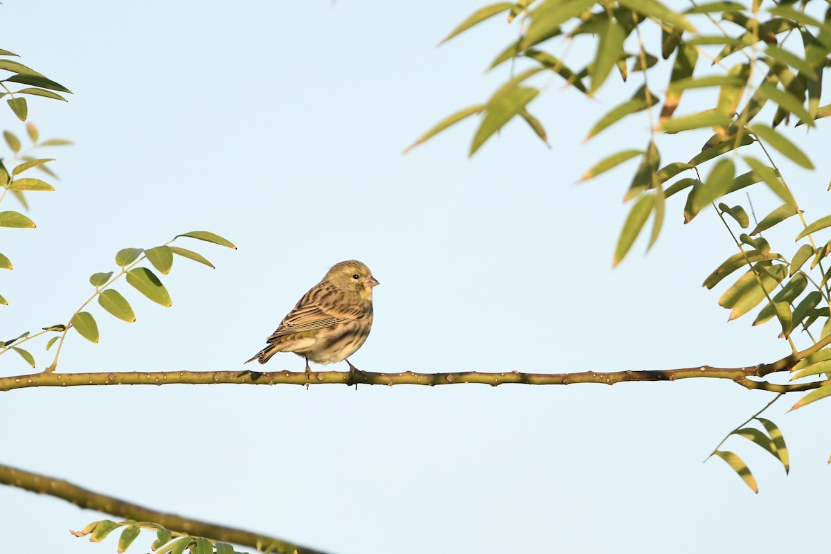 Serin cini - ML643940452