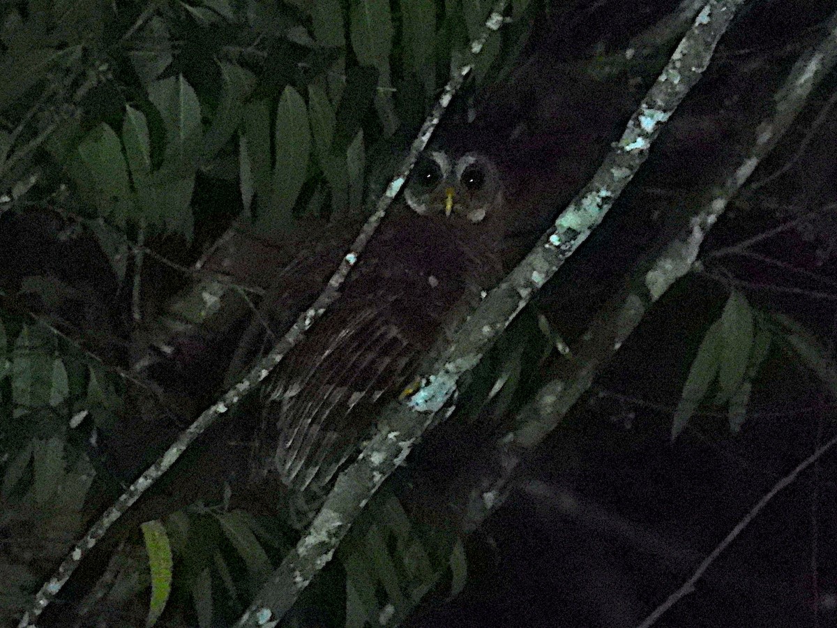 African Wood-Owl - ML643940461