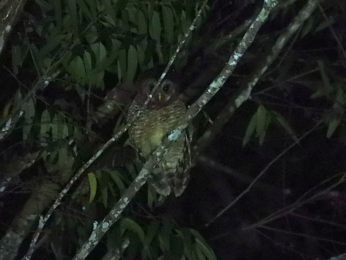 African Wood-Owl - ML643940462