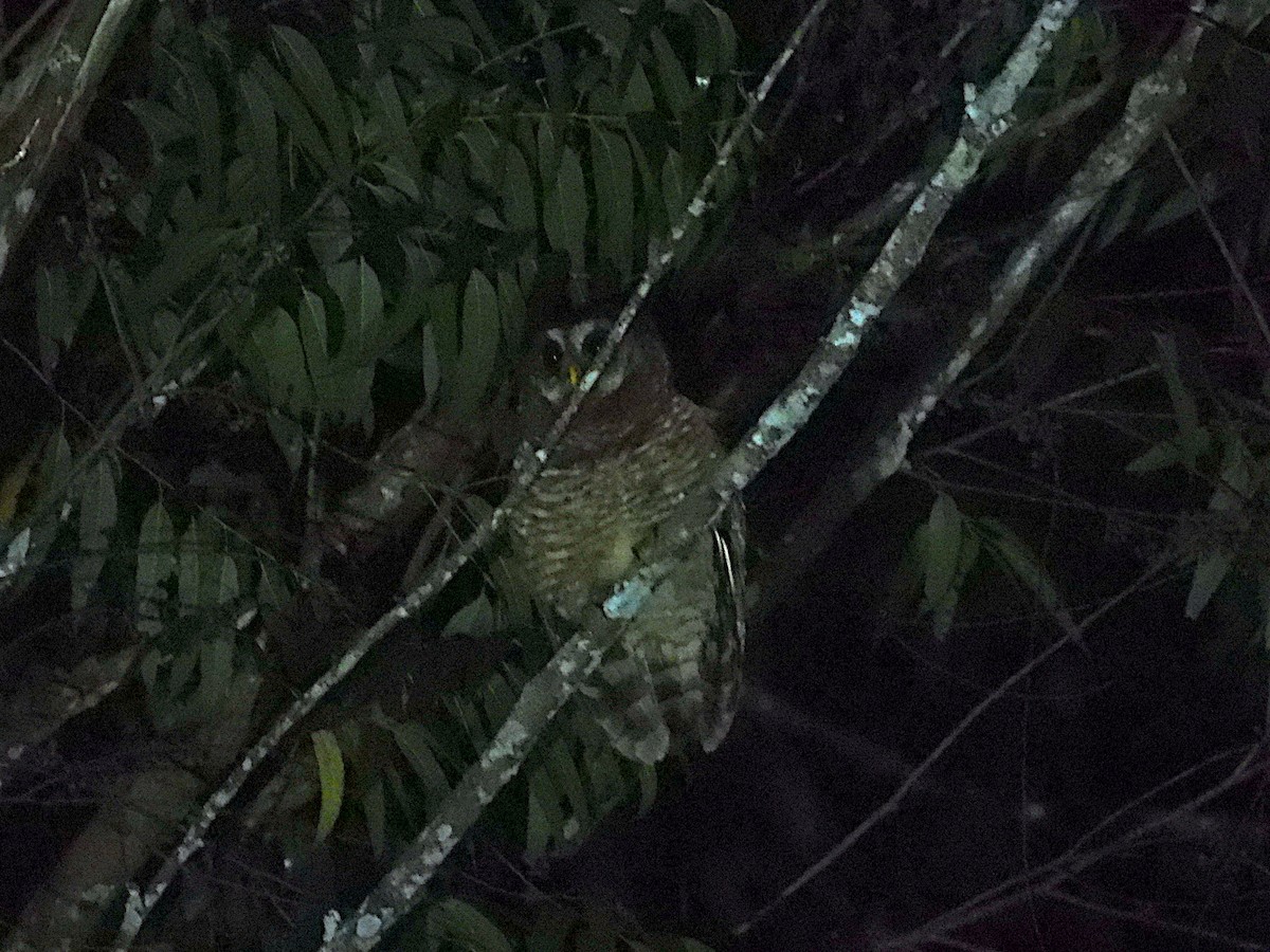 African Wood-Owl - ML643940463