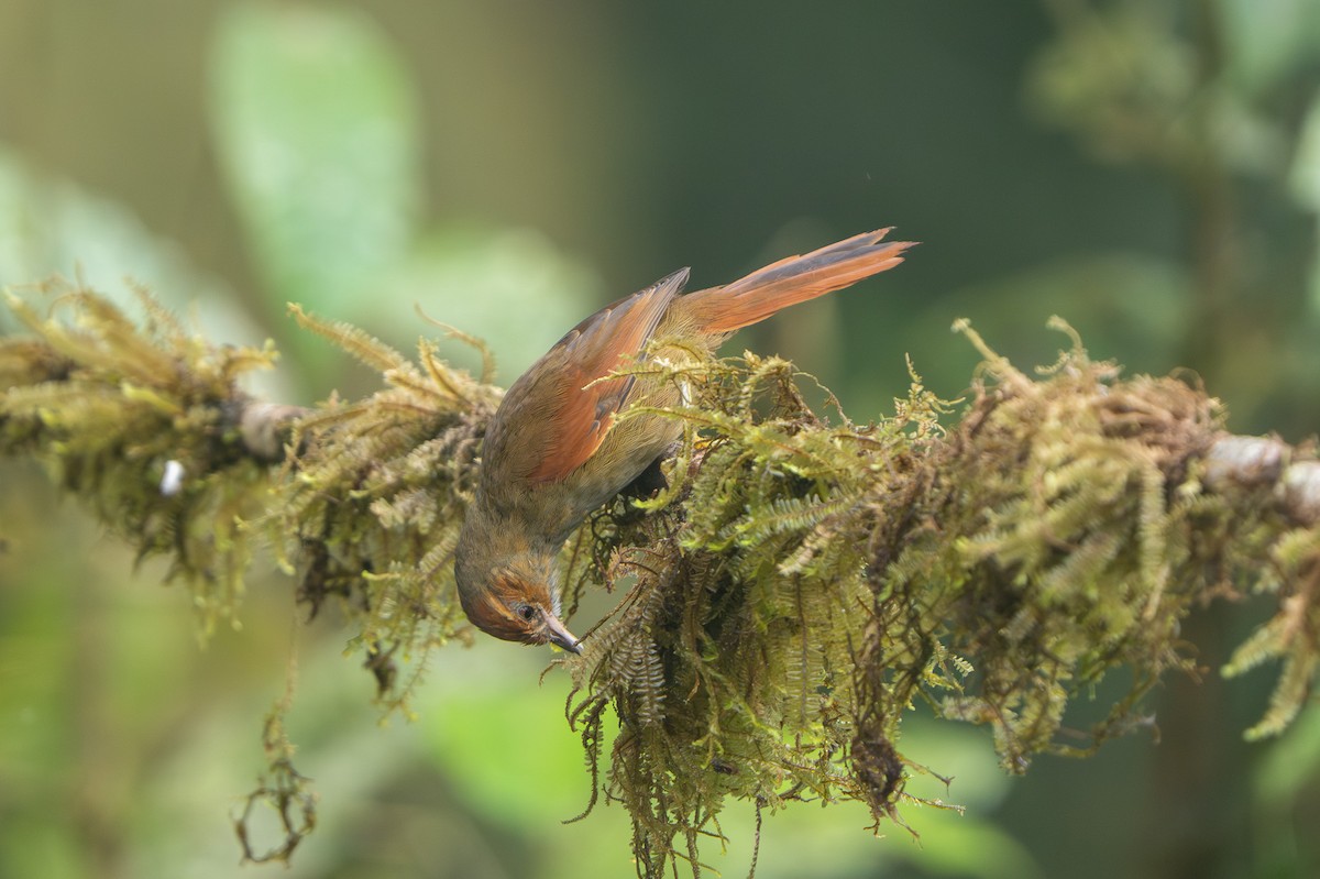 Red-faced Spinetail - ML643940465