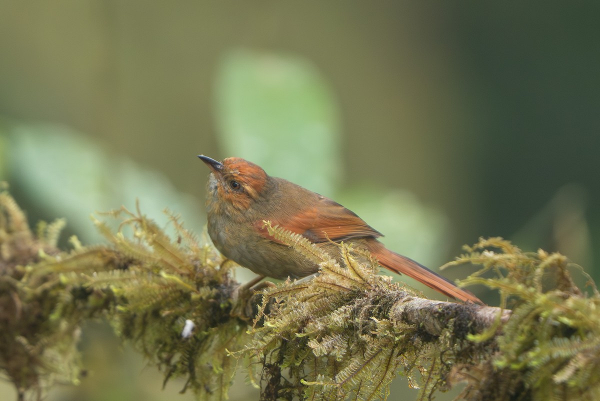 Red-faced Spinetail - ML643940468