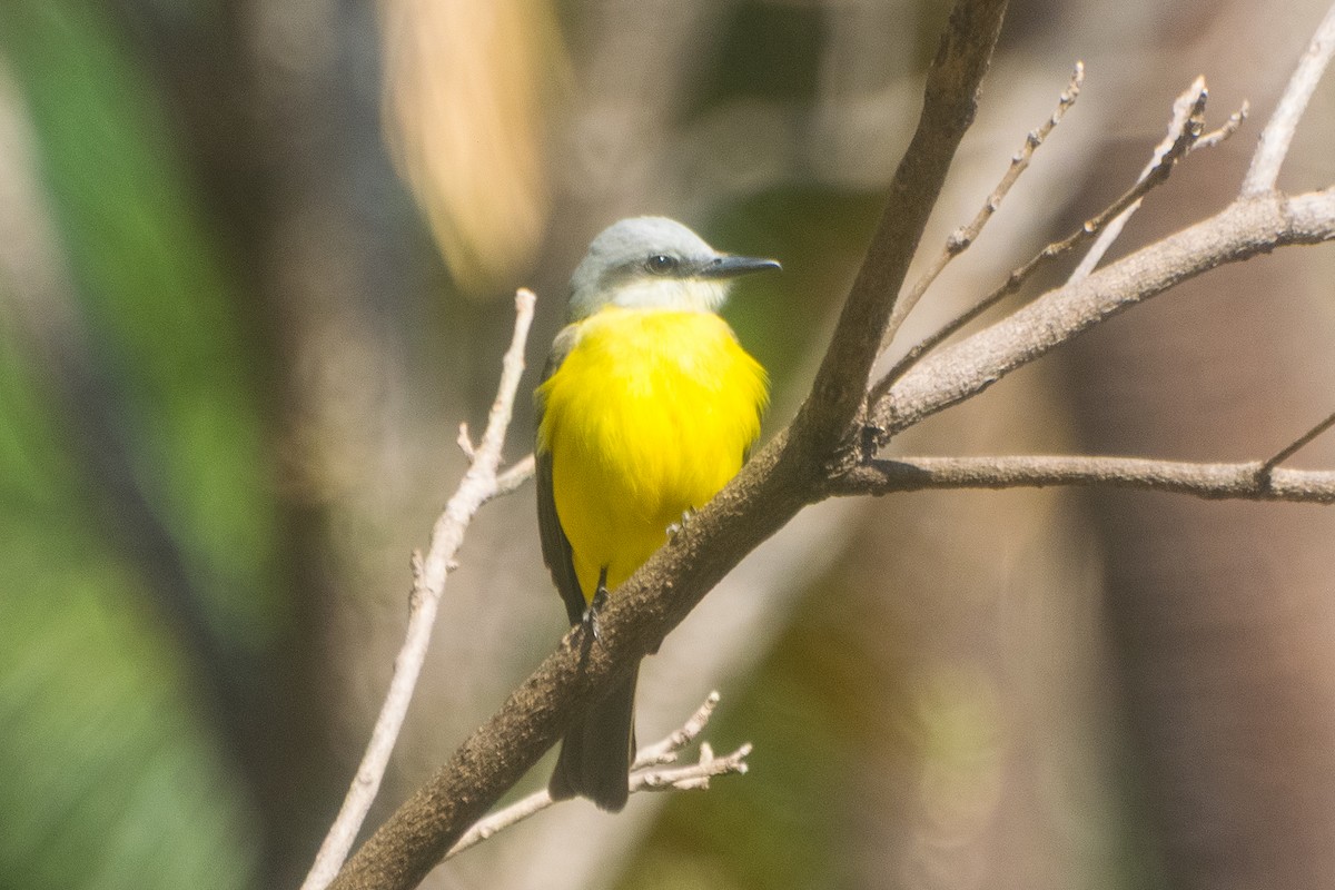 White-throated Kingbird - ML643940472