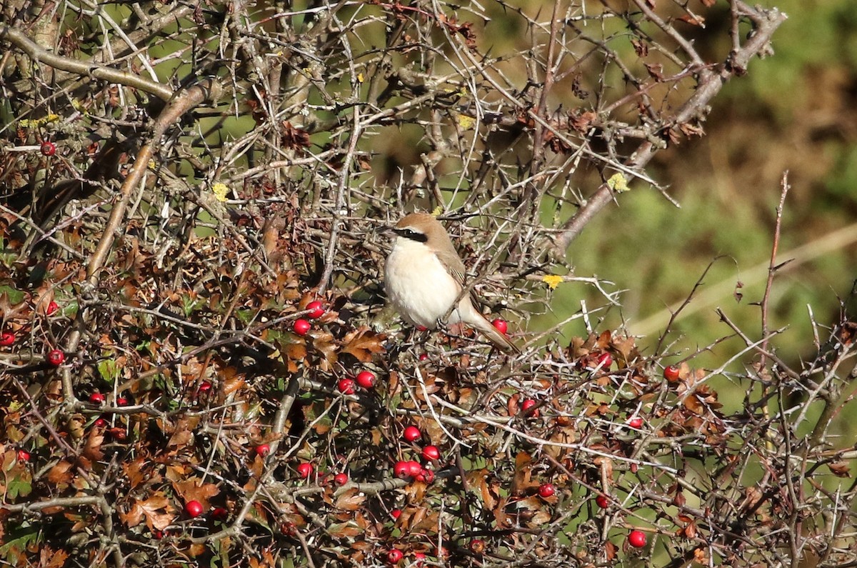 Сорокопуд горихвістковий - ML643940475
