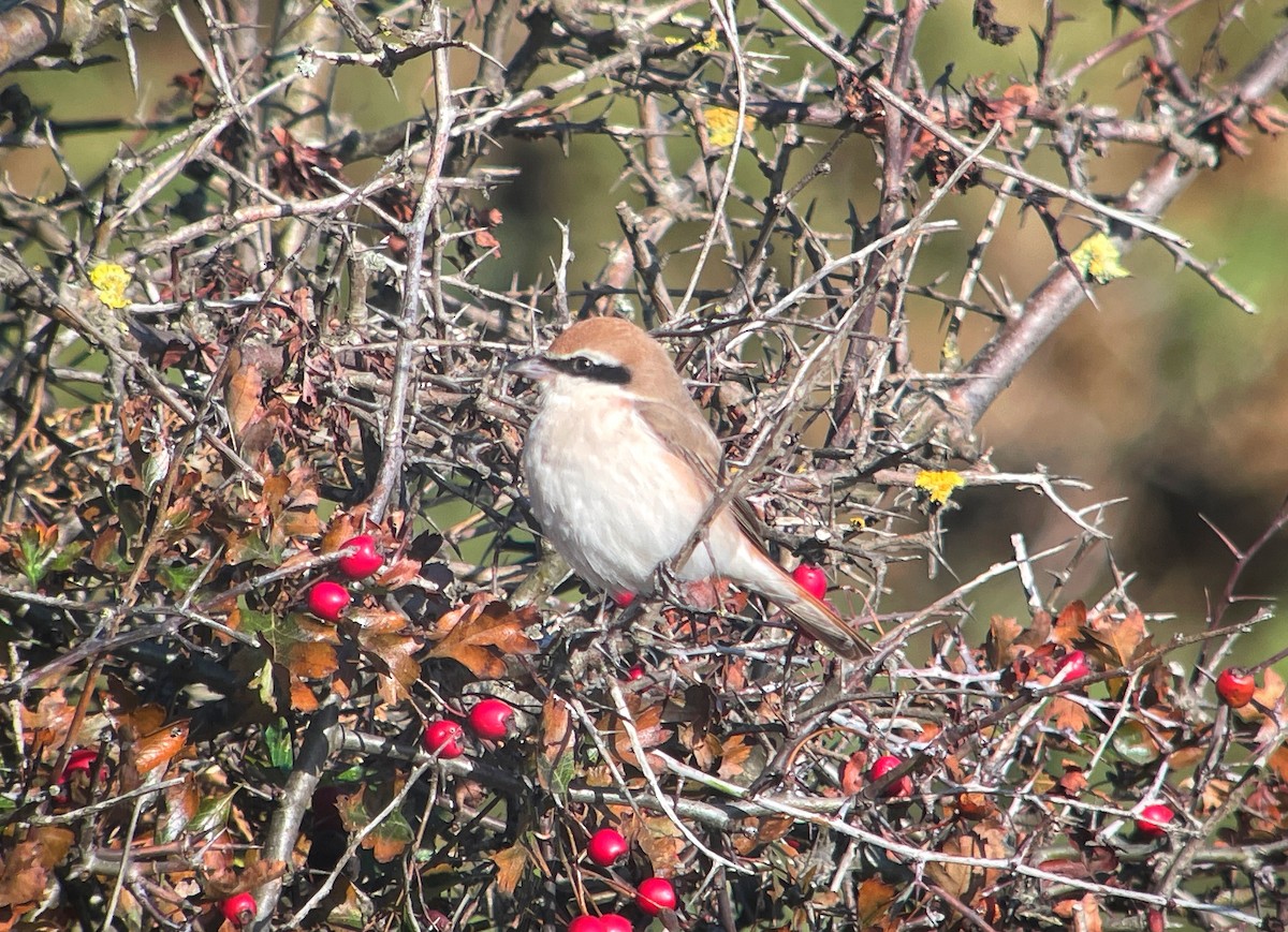 Сорокопуд горихвістковий - ML643940476