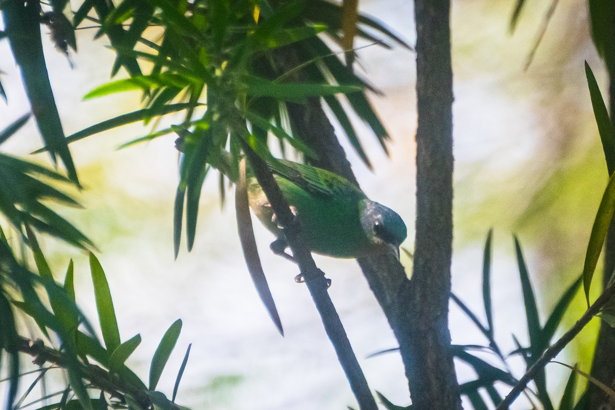 Blue Dacnis - ML643940526
