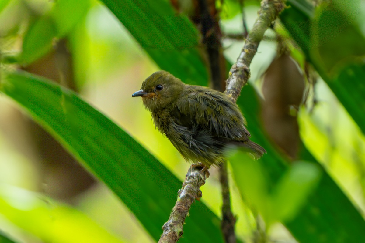 Club-winged Manakin - ML643940527