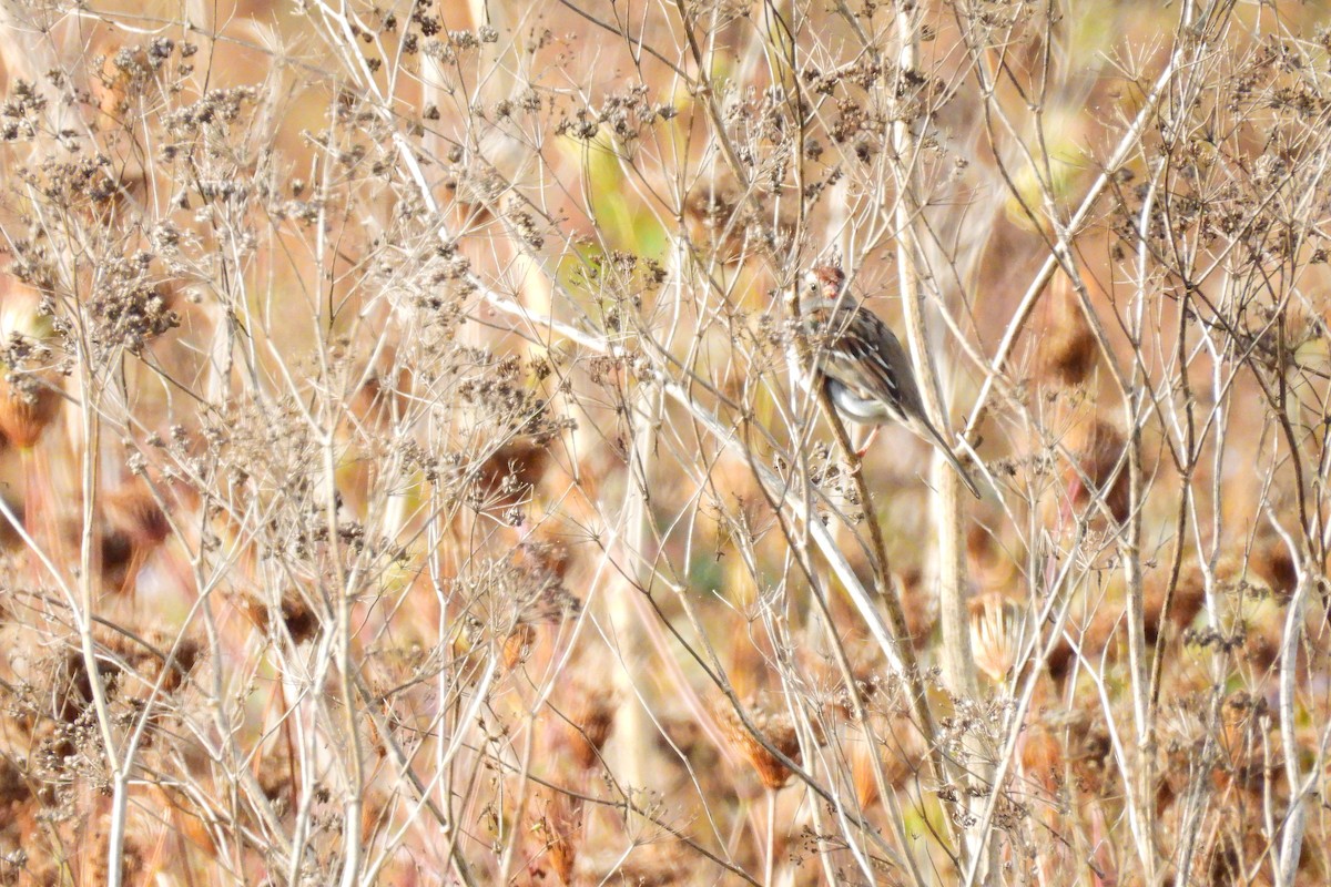 White-crowned Sparrow - ML643940540