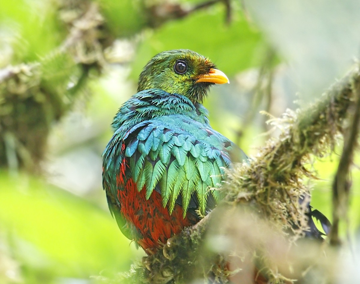 Quetzal doré - ML643940543