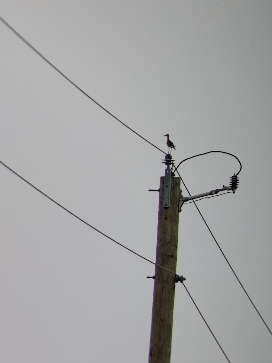 Upland Sandpiper - ML643940546