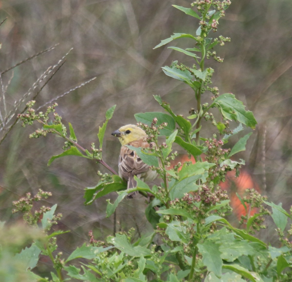 Moineau doré - ML643940582