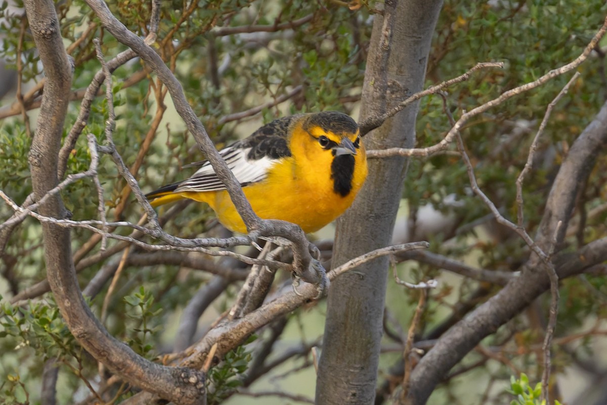 Bullock's Oriole - ML643940608