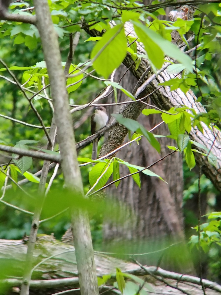 קוקיה שחורת-מקור - ML643940621