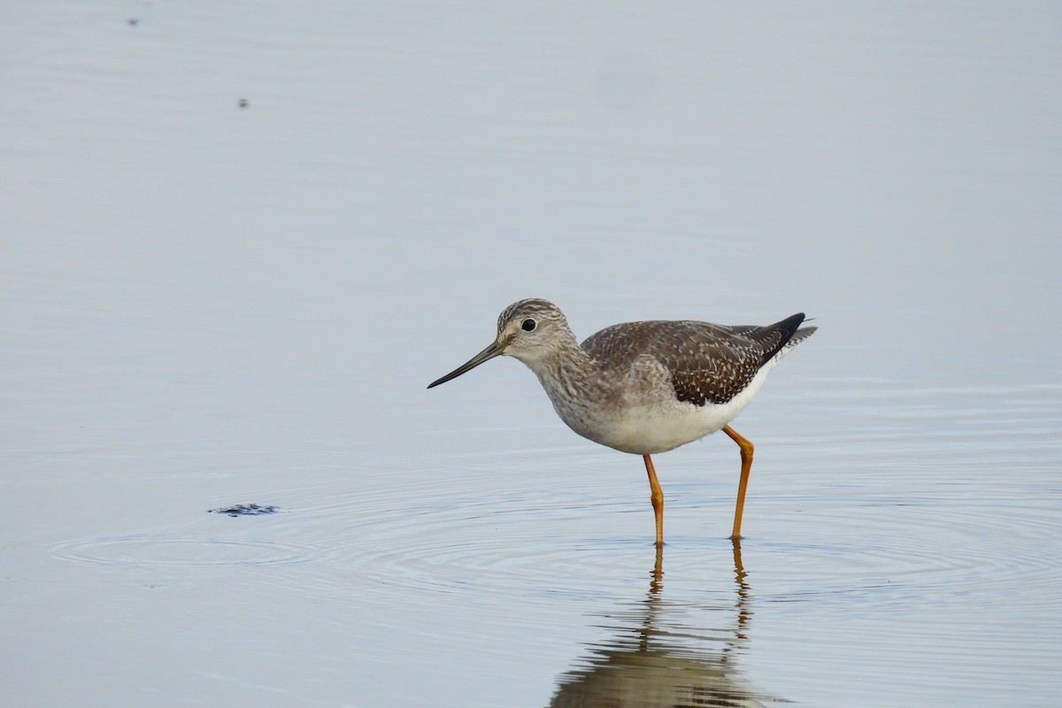 Greater Yellowlegs - ML643940657