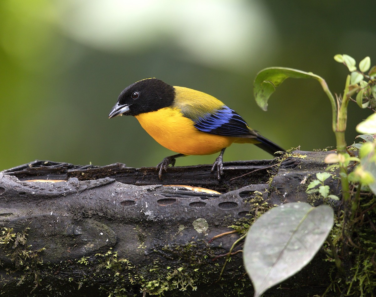 Black-chinned Mountain Tanager - ML643940665