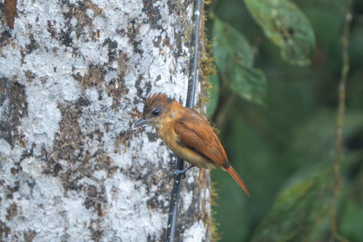 Cinnamon Becard - ML643940668