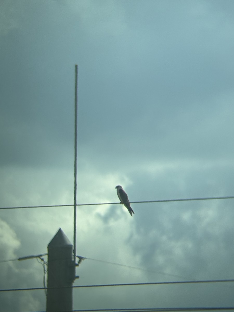 White-tailed Kite - ML643940669