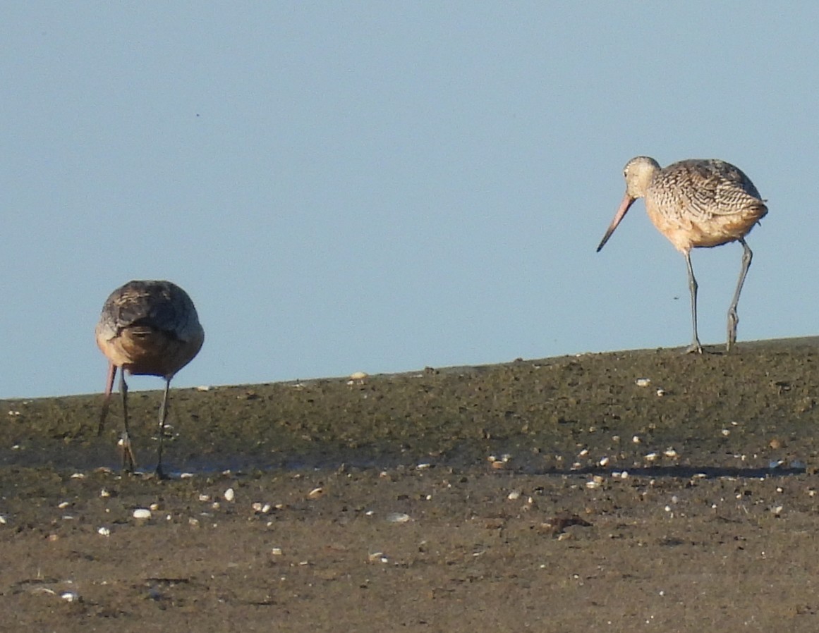 Marbled Godwit - ML643940683