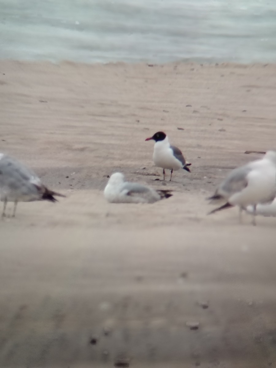 Laughing Gull - ML643940687
