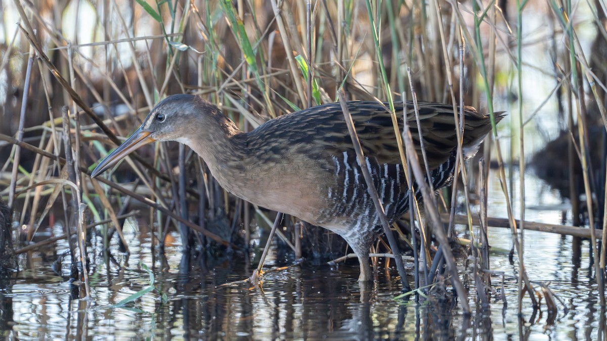 King Rail - ML643940696