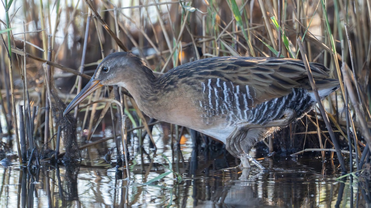 King Rail - ML643940699