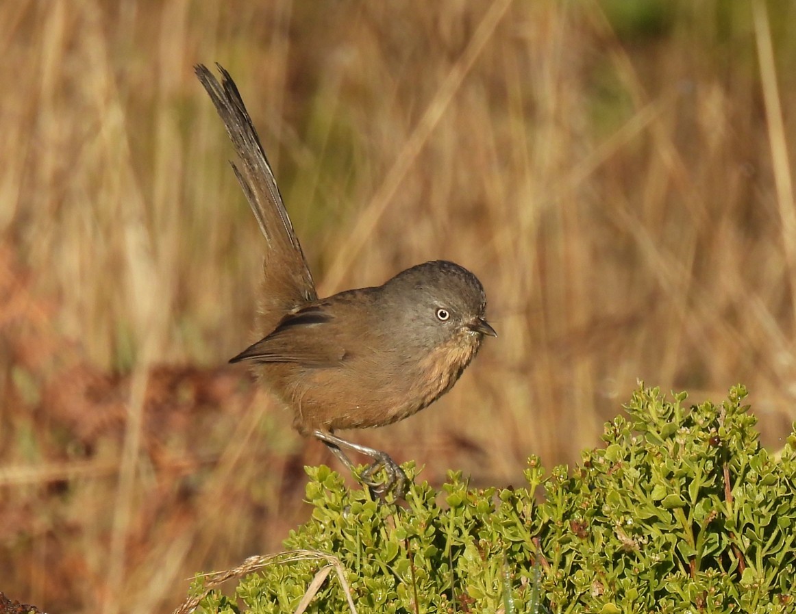 Wrentit - ML643940706