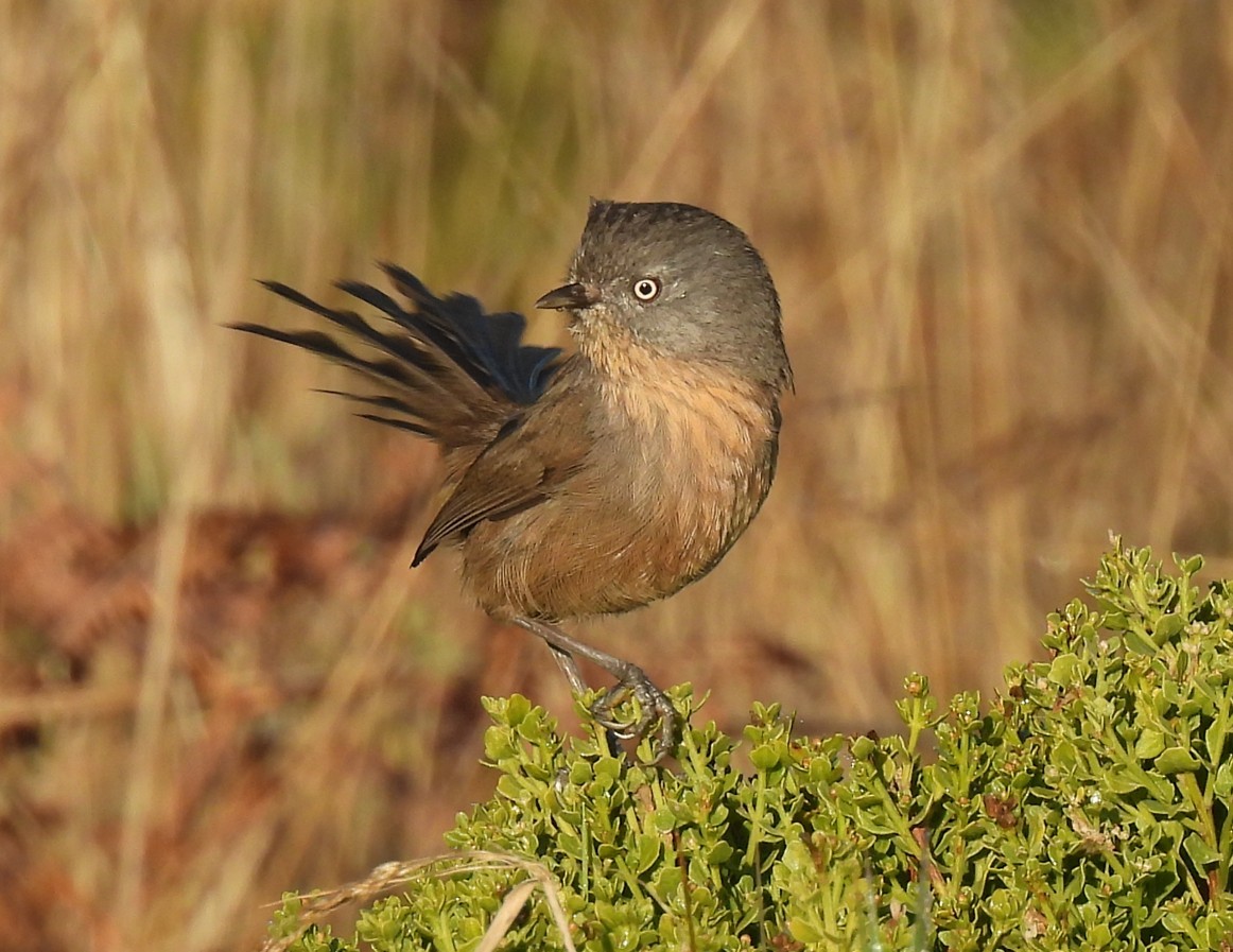 Wrentit - ML643940707