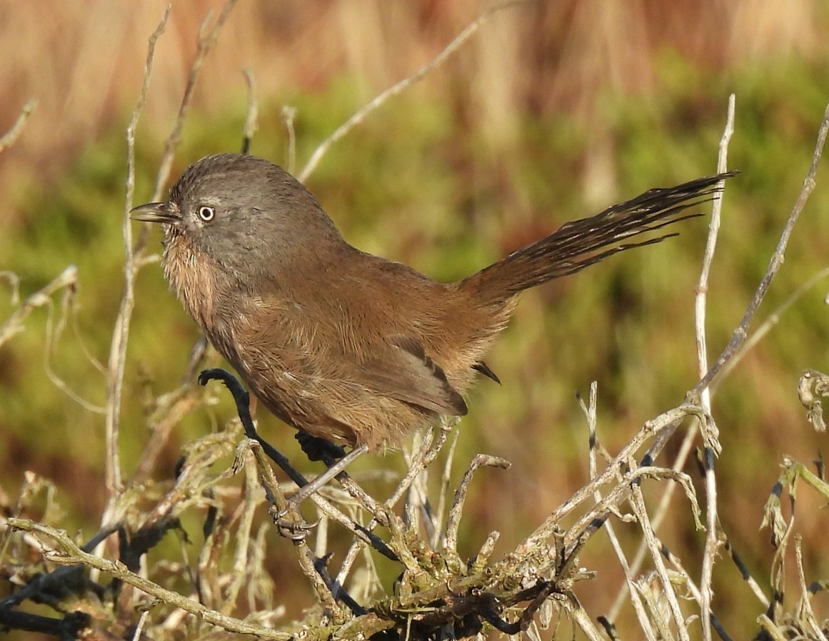 Wrentit - ML643940708