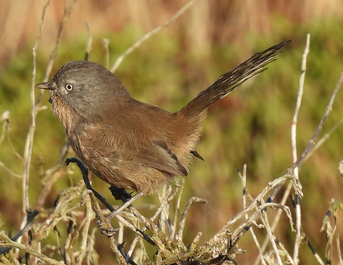 Wrentit - ML643940709