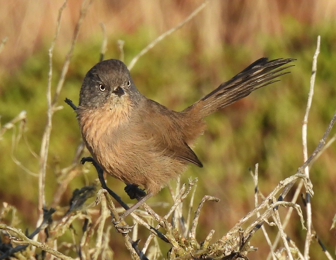 Wrentit - ML643940710