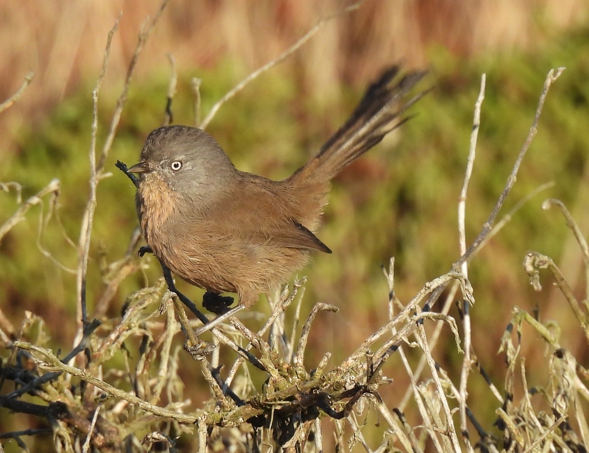 Wrentit - ML643940712
