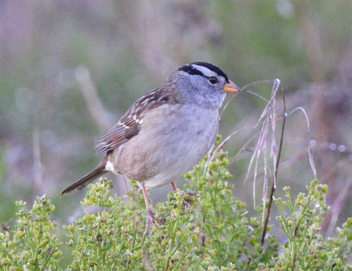 White-crowned Sparrow - ML643940722