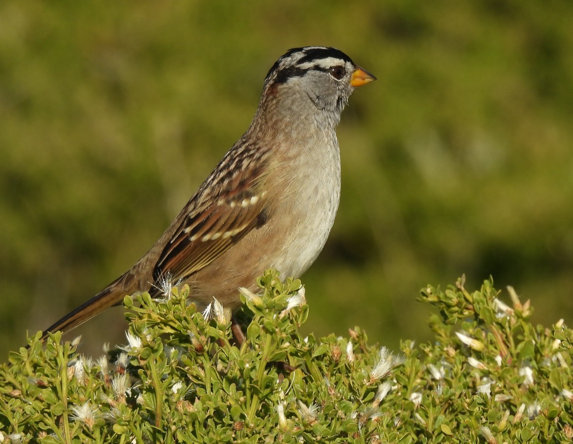 White-crowned Sparrow - ML643940723