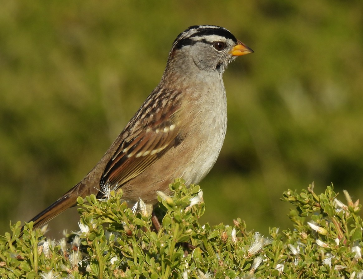 White-crowned Sparrow - ML643940724