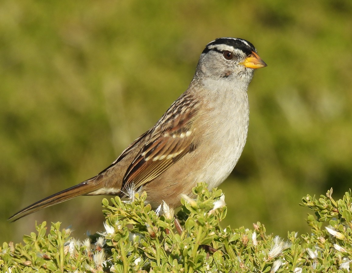 White-crowned Sparrow - ML643940725