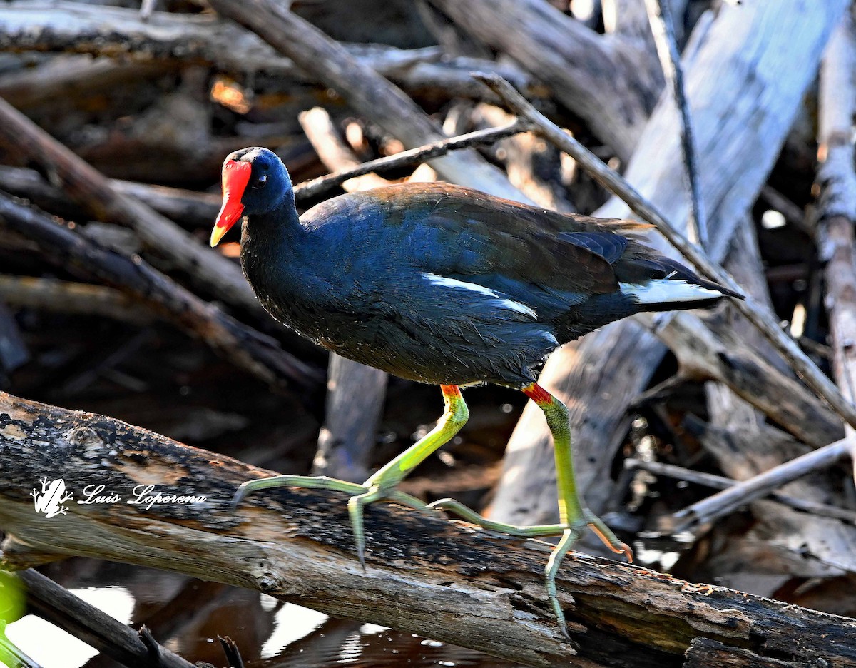 Common Gallinule - ML643940730