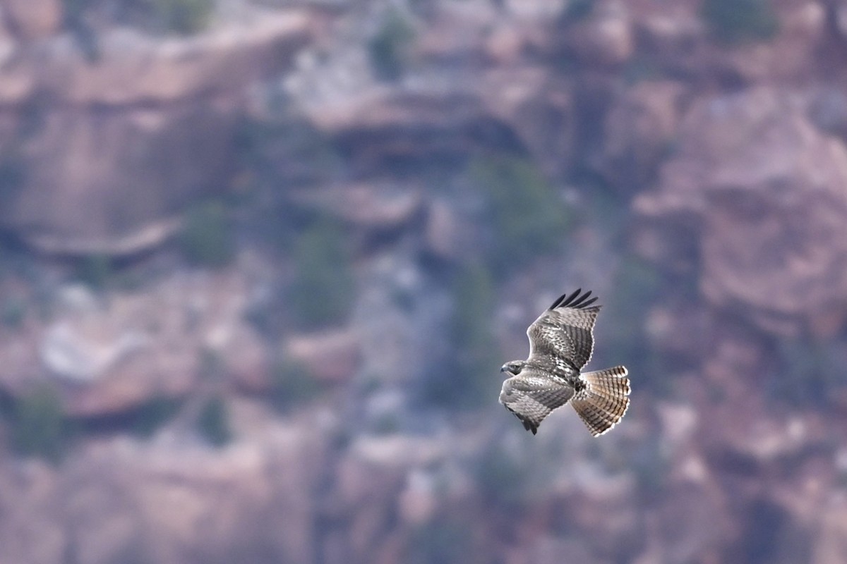 Red-tailed Hawk - ML643940733