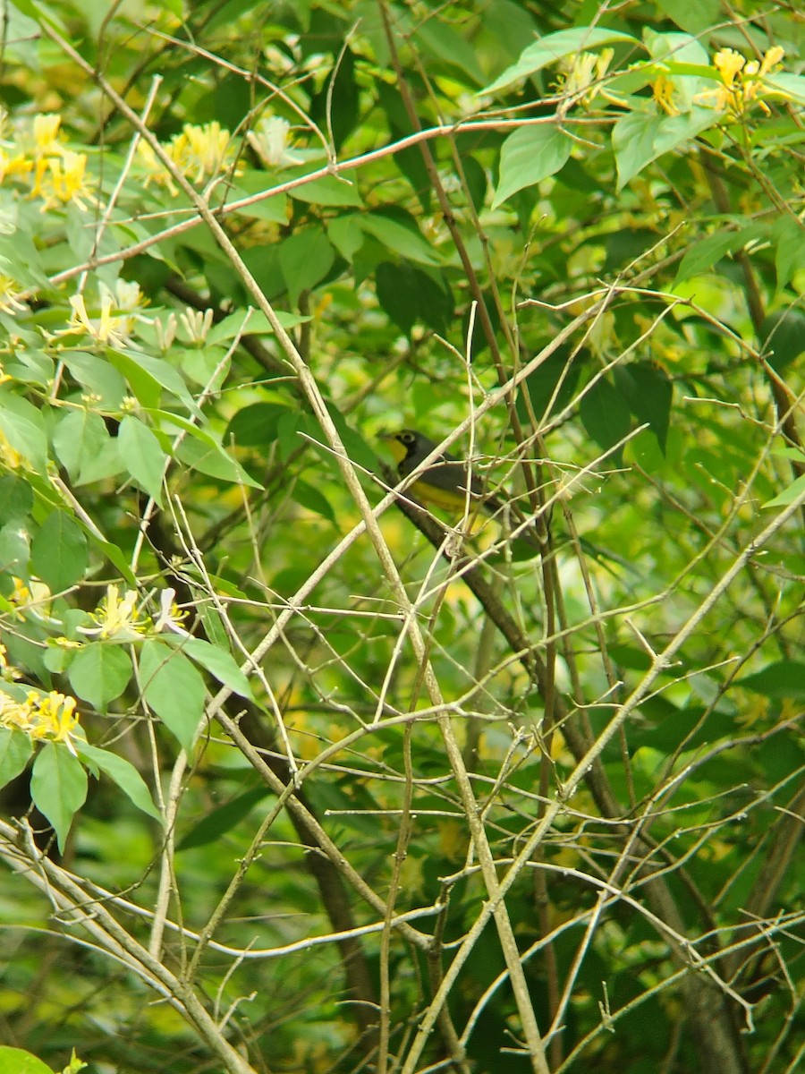 Canada Warbler - ML643940735