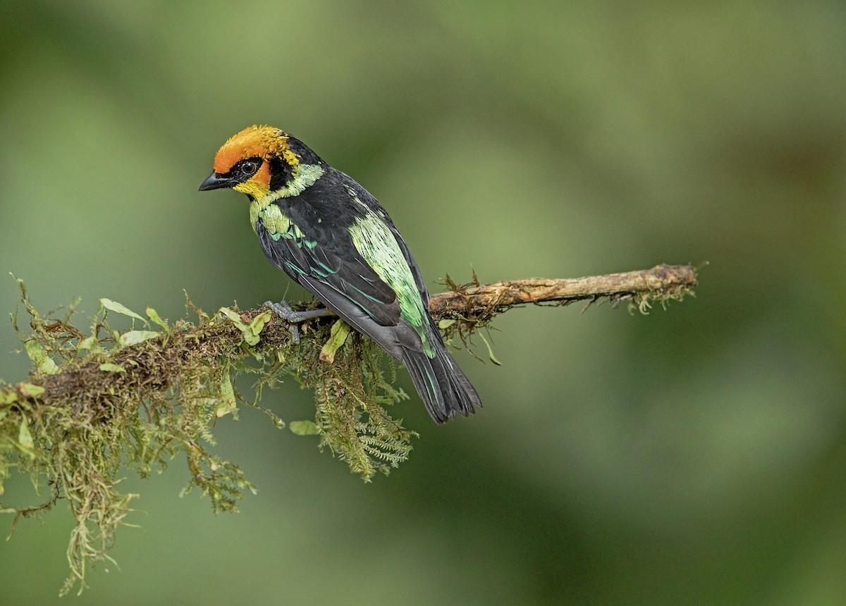 Flame-faced Tanager - ML643940736