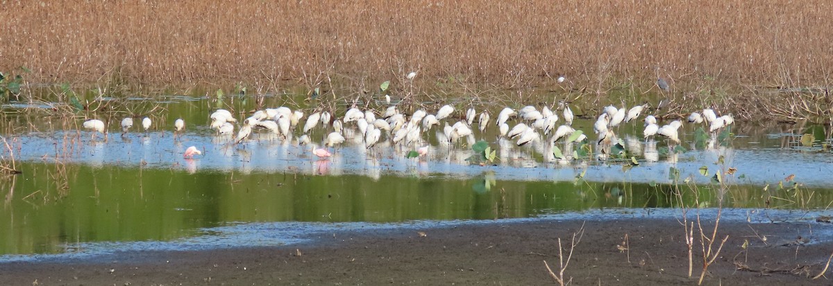 Wood Stork - ML643940760