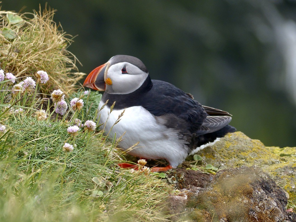 Atlantic Puffin - ML643940761