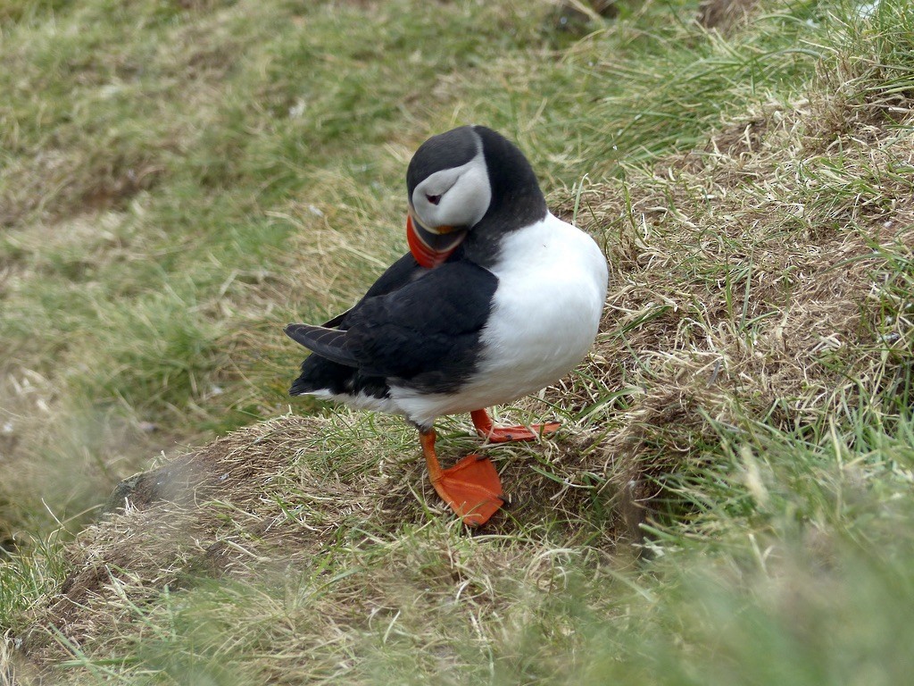 Atlantic Puffin - ML643940762