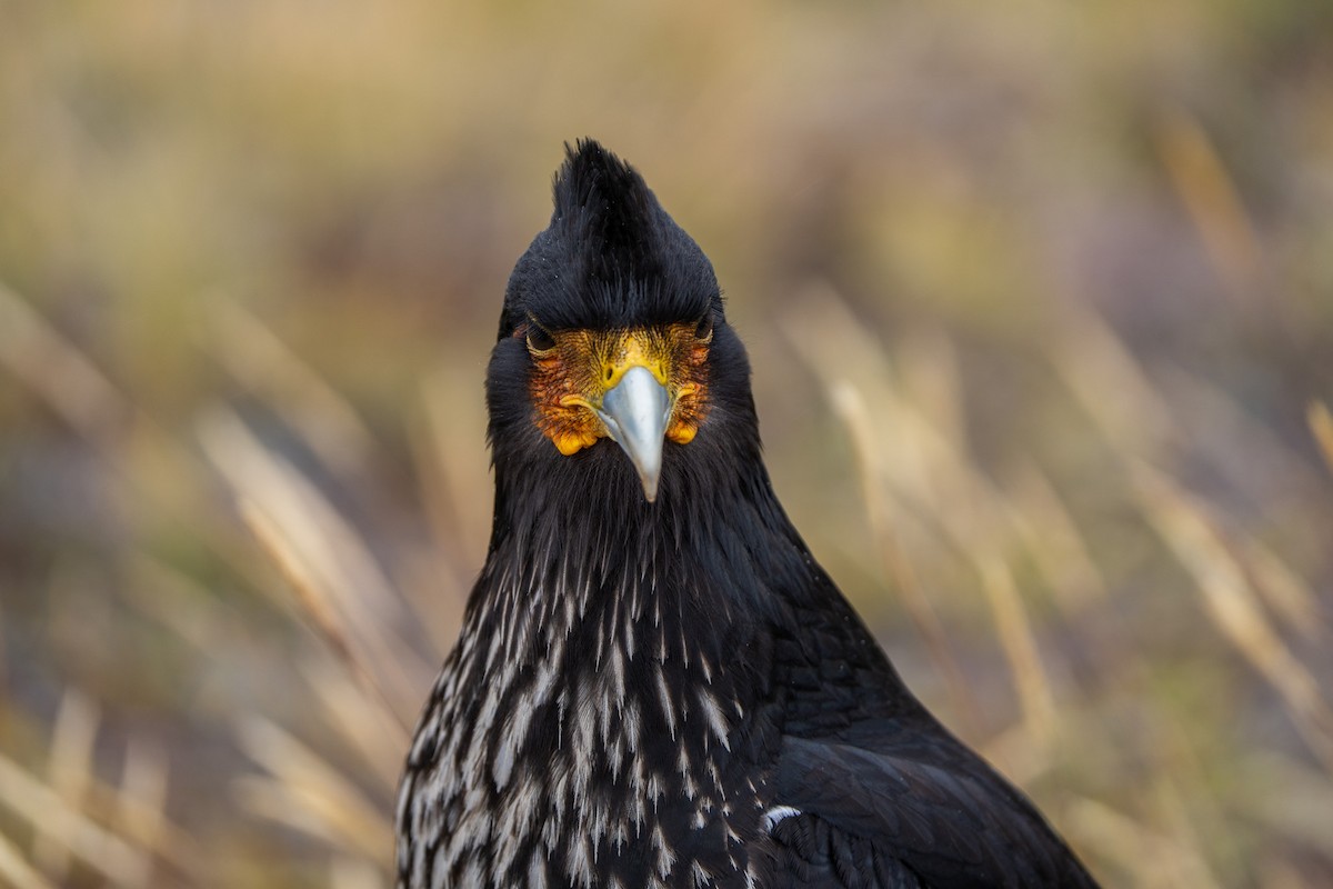 Carunculated Caracara - ML643940763